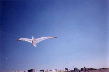 Photo de la mouette